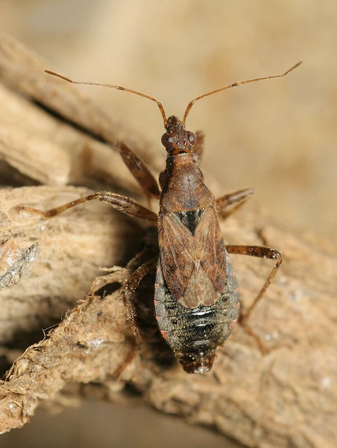 Himacerus mirmicoides - csalán-tolvajpoloska