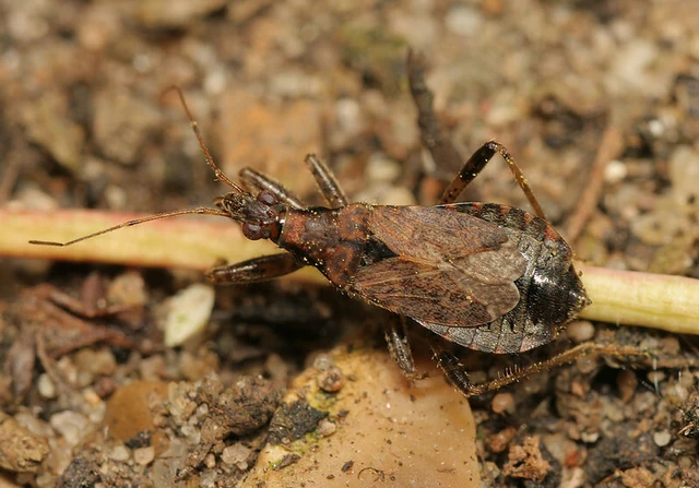 Himacerus mirmicoides - csalán-tolvajpoloska