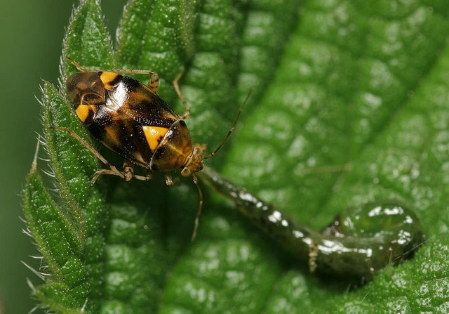 Liocoris tripustulatus - hárompettyes mezeipoloska