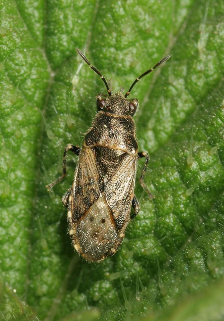 Heterogaster urticae - tarka bodobács