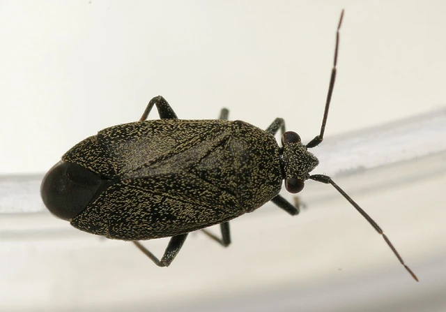 Heterocordylus tibialis Heterocordylus tibialis
