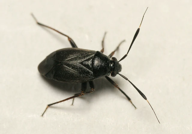 Capsus ater - fekete mezeipoloska