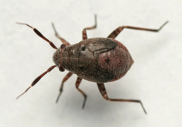 Capsus ater - fekete mezeipoloska