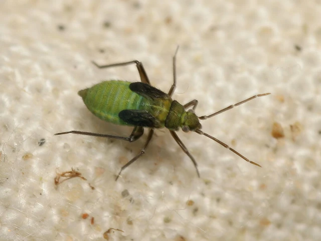 Macrotylus paykullii