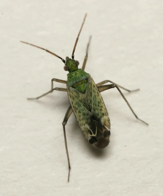 Macrotylus paykullii
