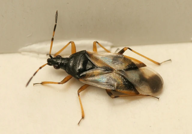 Anthocoris nemorum - mezei virágpoloska Anthocoris nemorum - mezei virágpoloska