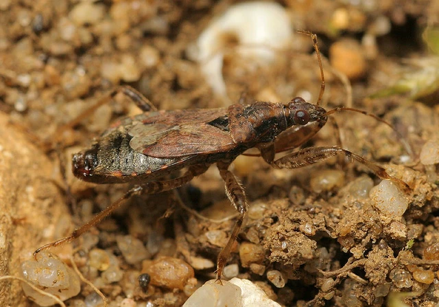 Himacerus mirmicoides - csalán-tolvajpoloska