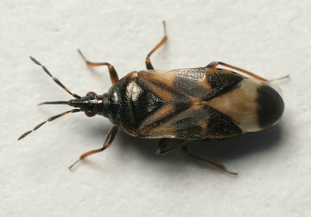 Anthocoris Anthocoris