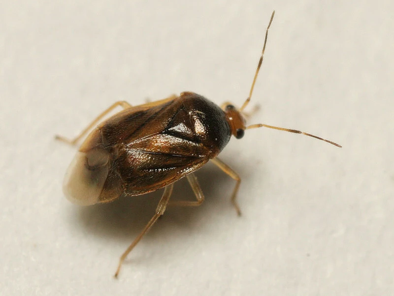 Monalocoris filicis - páfránypoloska
