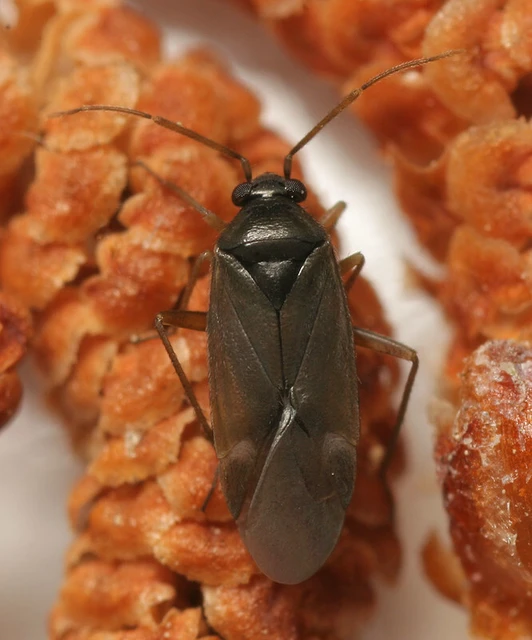 Plesiodema pinetella