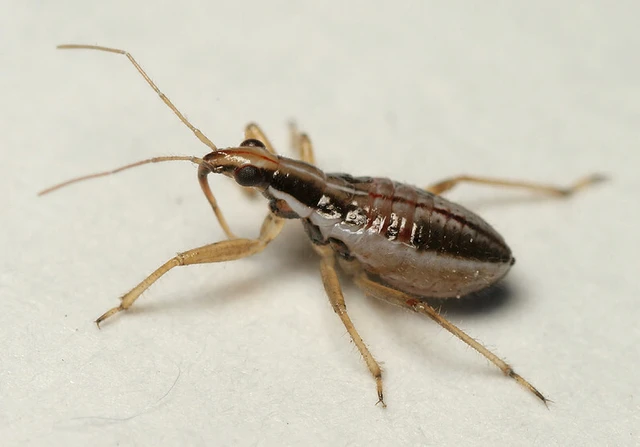 Nabis rugosus - foltoslábú tolvajpoloska