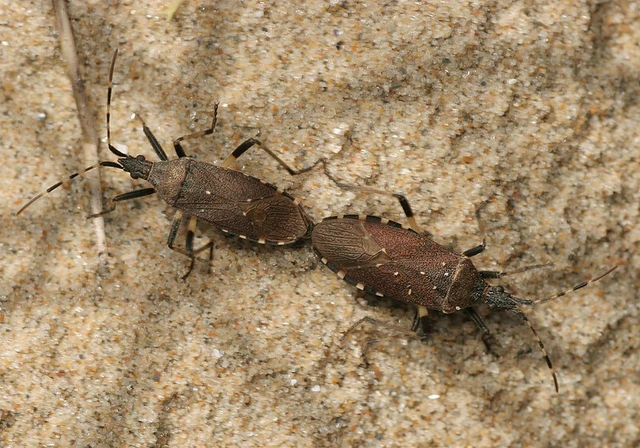 Dicranocephalus agilis - gyűrűscsápú karimáspoloska
