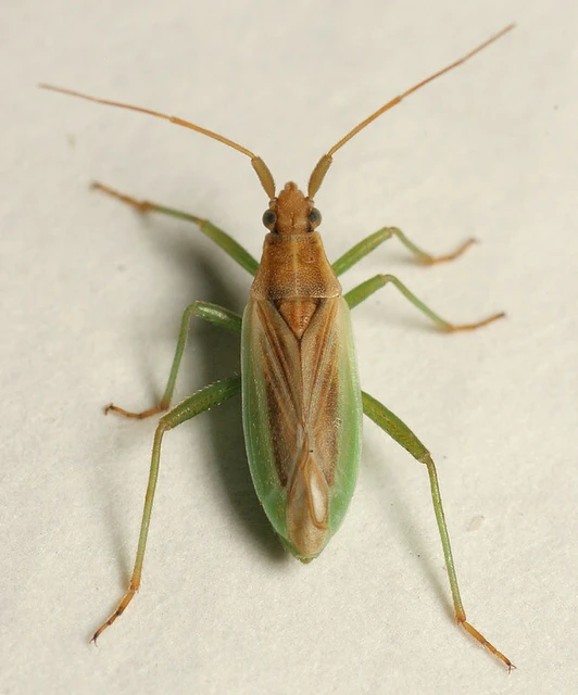 Stenodema holsata