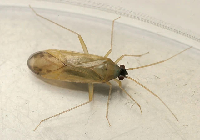 Phylus melanocephalus