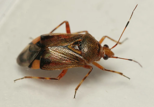 Deraeocoris flavilinea
