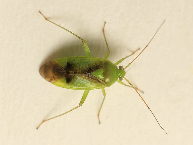 Neolygus viridis