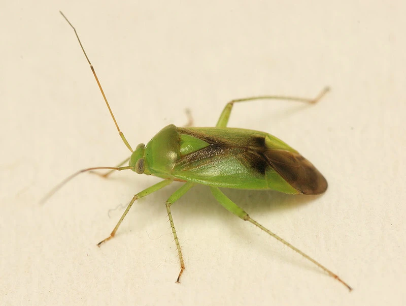 Neolygus viridis