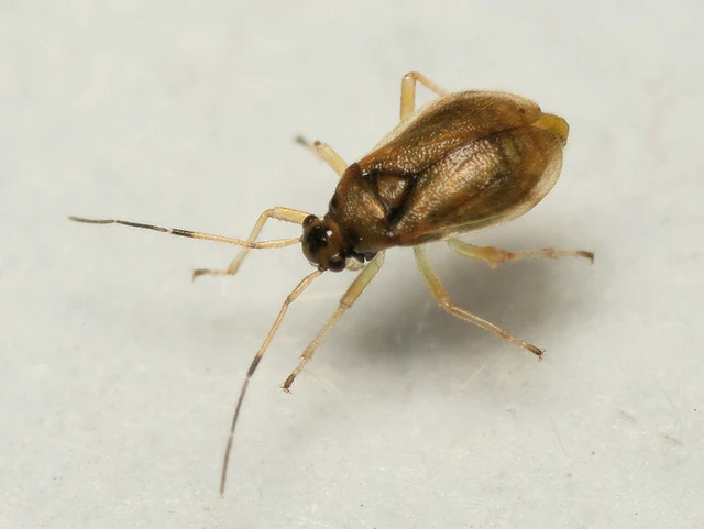Bryocoris pteridis - harasztpoloska