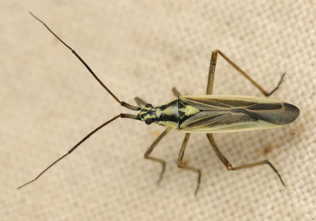 Leptopterna dolabrata - közönséges mezeipoloska