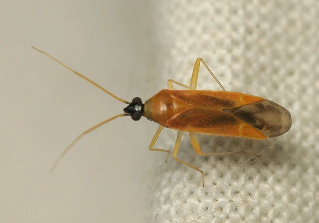 Phylus melanocephalus
