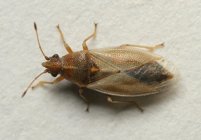 Cymus glandicolor - rétibodobács Cymus glandicolor - rétibodobács