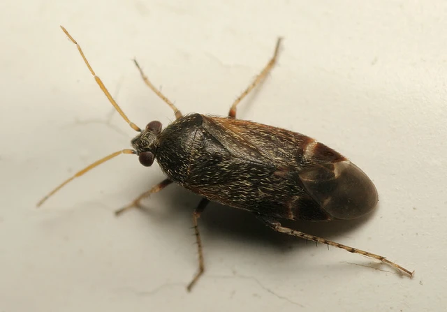 Psallus Psallus