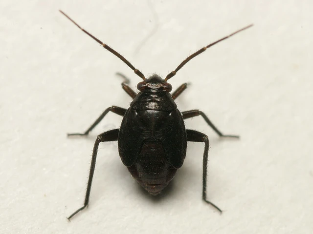 Orthocephalus