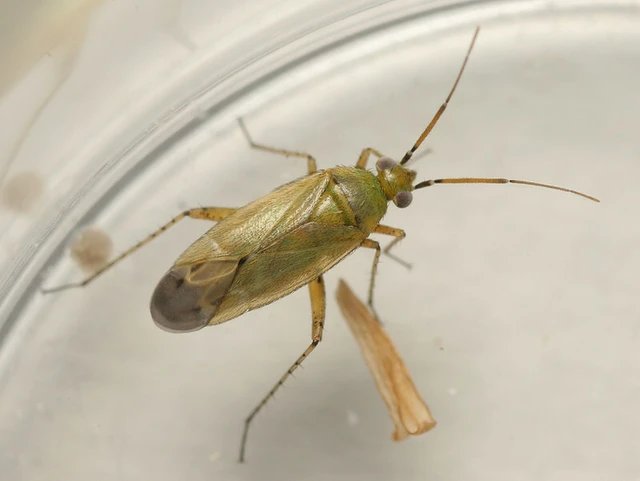 Plagiognathus chrysanthemi - fakó törpepoloska Plagiognathus chrysanthemi - fakó törpepoloska