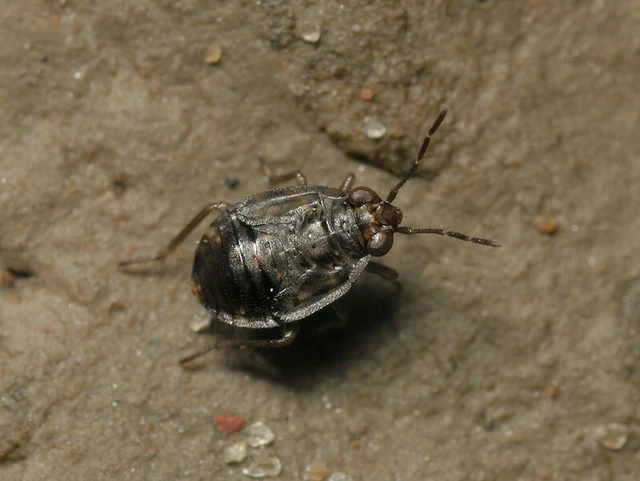 Saldula