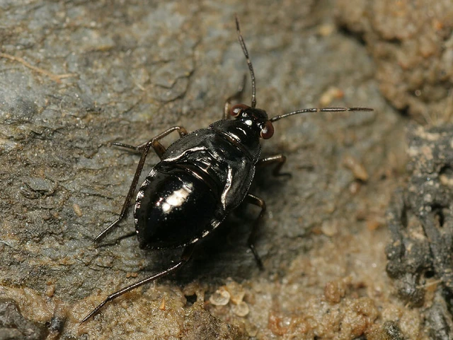 Saldula