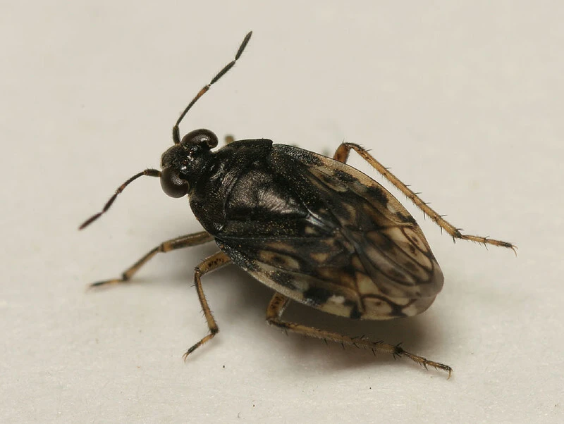 Saldula palustris