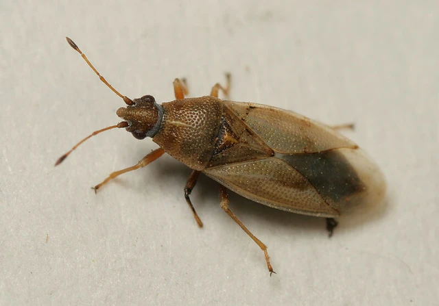 Cymus glandicolor - rétibodobács Cymus glandicolor - rétibodobács