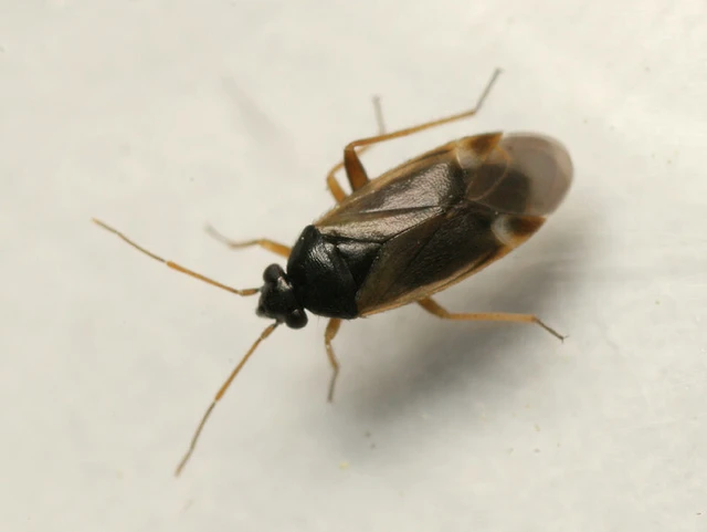 Plesiodema pinetella