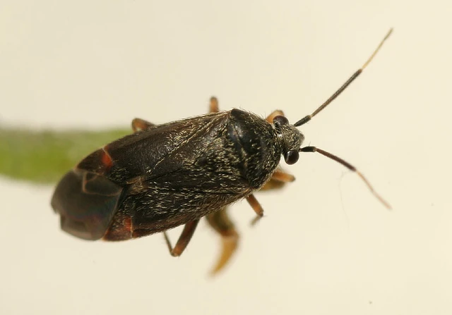 Psallus ambiguus Psallus ambiguus