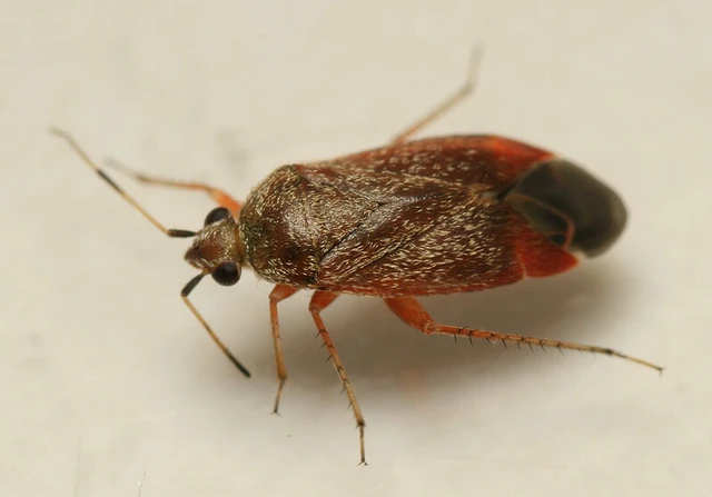 Psallus ambiguus Psallus ambiguus