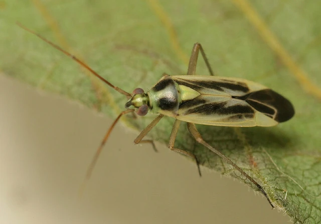 Stenotus binotatus - kétfoltos mezeipoloska