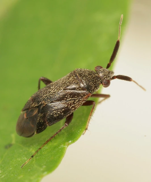 Atractotomus mali - gyümölcsfapoloska