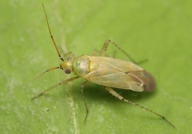 Plagiognathus chrysanthemi - fakó törpepoloska Plagiognathus chrysanthemi - fakó törpepoloska