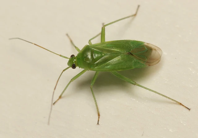 Lygocoris pabulinus - smaragd mezeipoloska