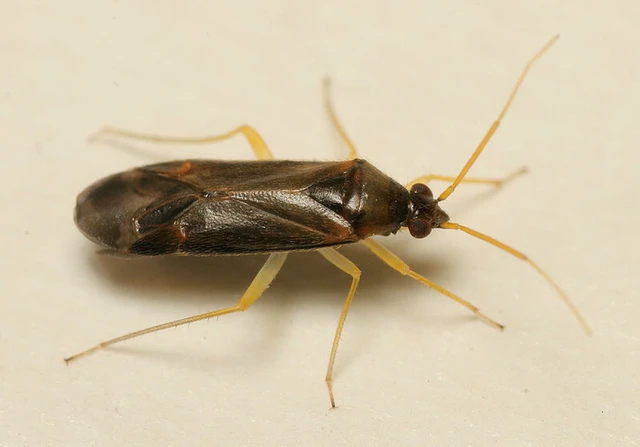 Phylus coryli - mogyorópoloska