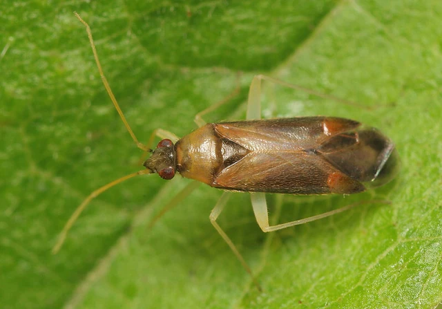 Phylus coryli - mogyorópoloska