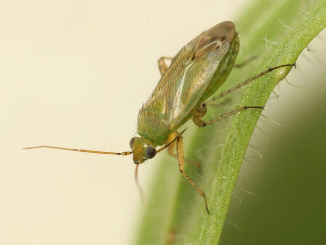 Plagiognathus chrysanthemi - fakó törpepoloska Plagiognathus chrysanthemi - fakó törpepoloska
