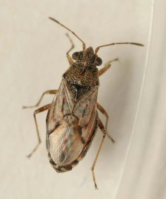 Nysius ericae - kis fényesbodobács