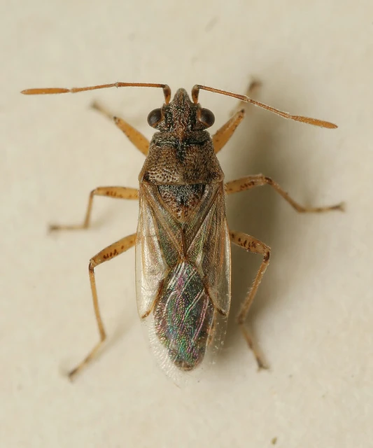 Nysius