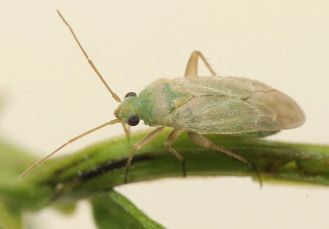 Asciodema obsoleta