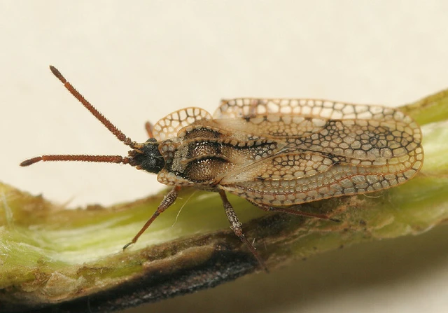 Dictyonota fuliginosa