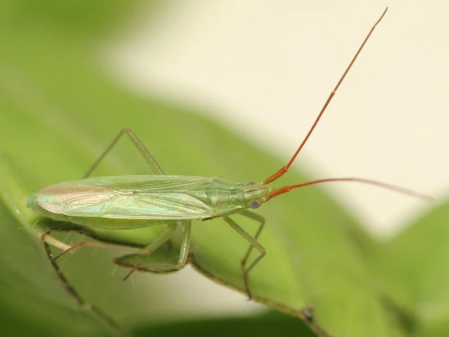 Trigonotylus