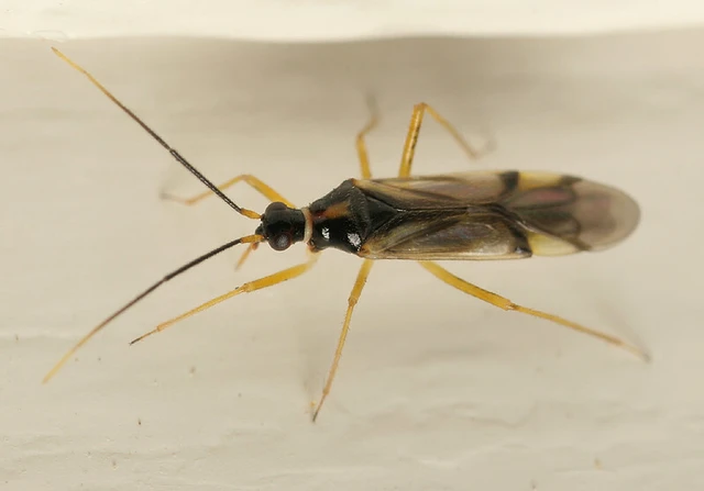 Tupiocoris rhododendri