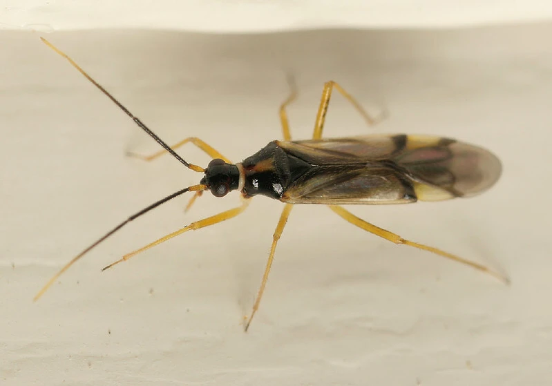 Tupiocoris rhododendri