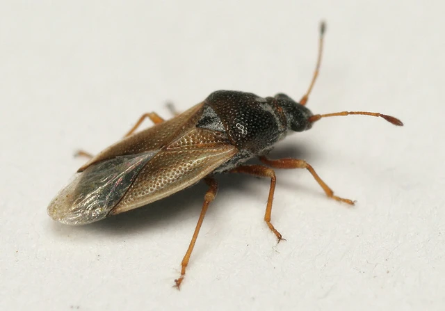 Cymus melanocephalus - feketefejű rétibodobács Cymus melanocephalus - feketefejű rétibodobács